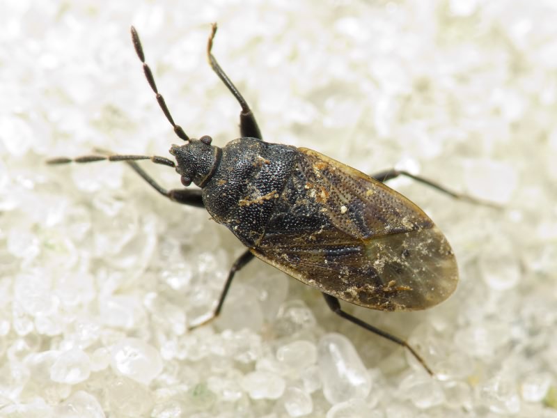 Drymus (Sylvadrymus) sylvaticus (Fabricius, 1775)